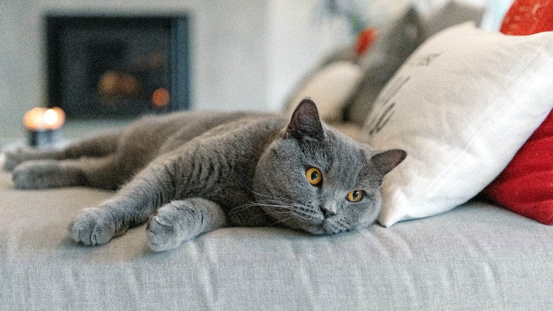 Grey cat lying down on a sofa
