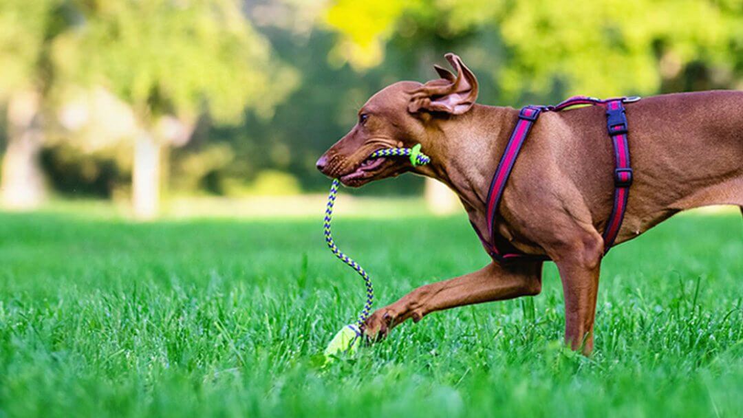 Dog running on grass