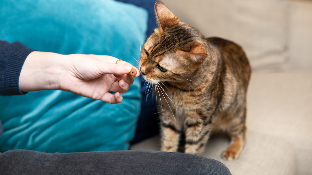 Cat enjoying a treat