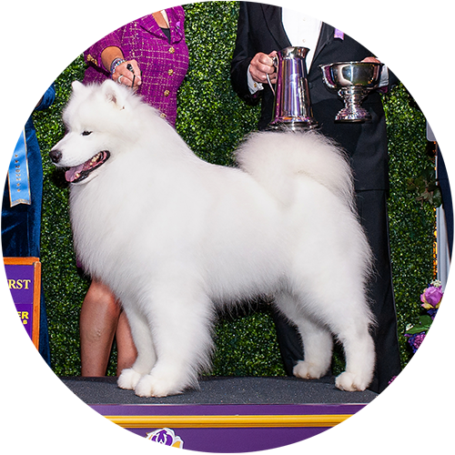 Samoyed