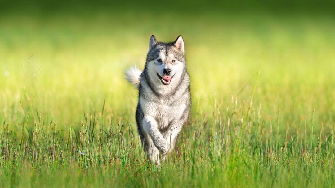 Siberian Husky running through the green grass.