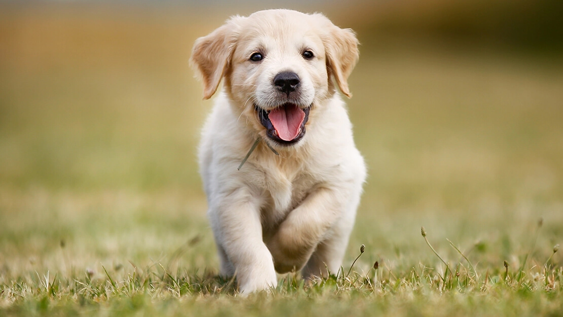Puppy on grass