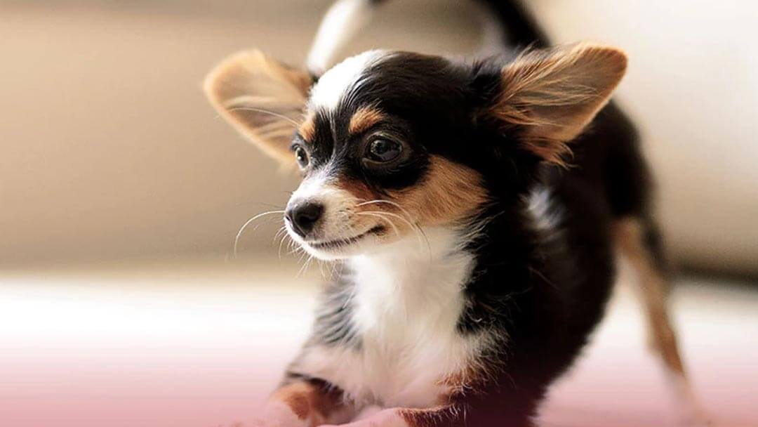 Small dog 