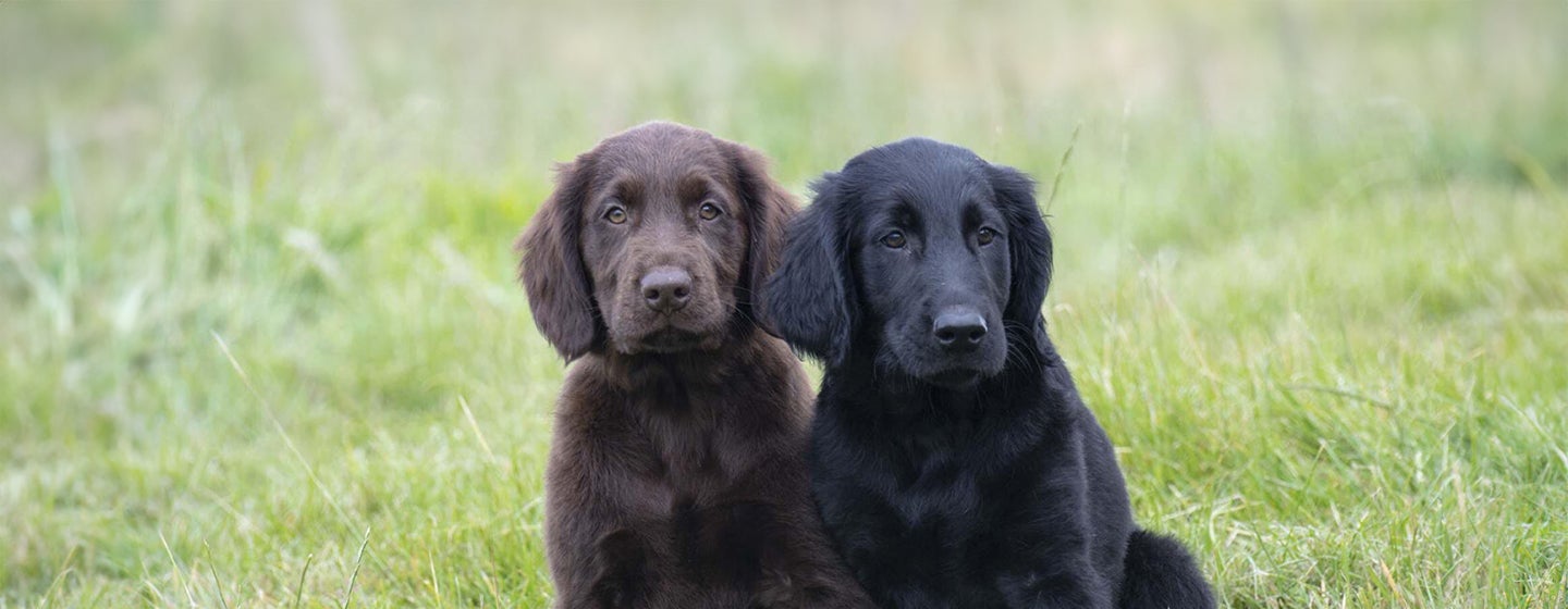 30 Amazing Dog Facts