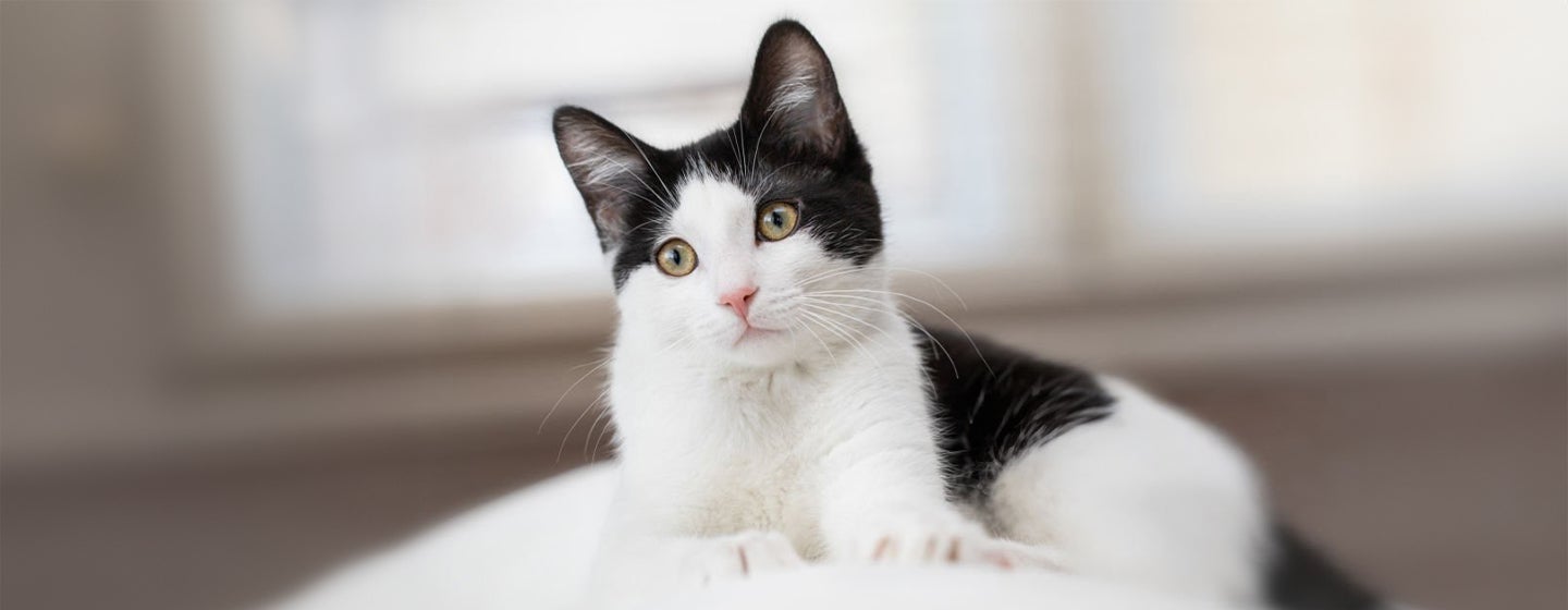 39 Fabulous Black and White Cat Names For Your Feline