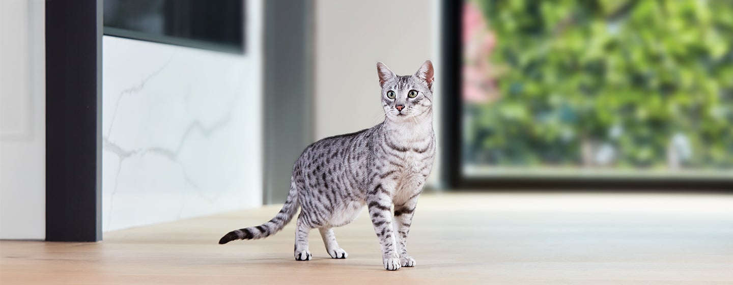 4 Egyptian Cat Breeds