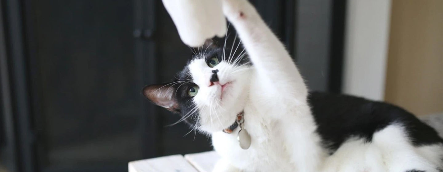 7 Black and White Cat Breeds