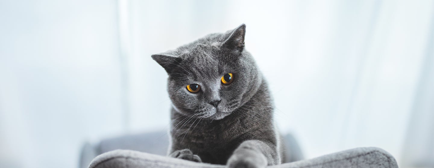 7 Grey Cat Breeds