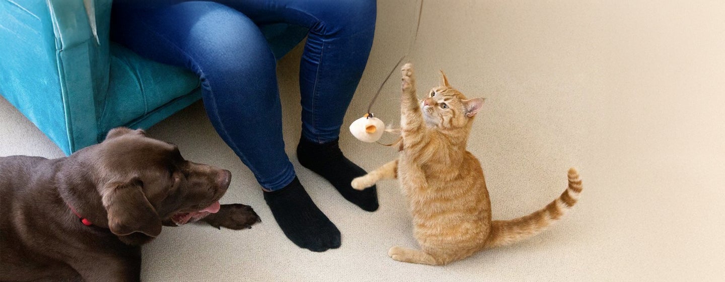 9 Creative Cat and Dog Enrichment Ideas