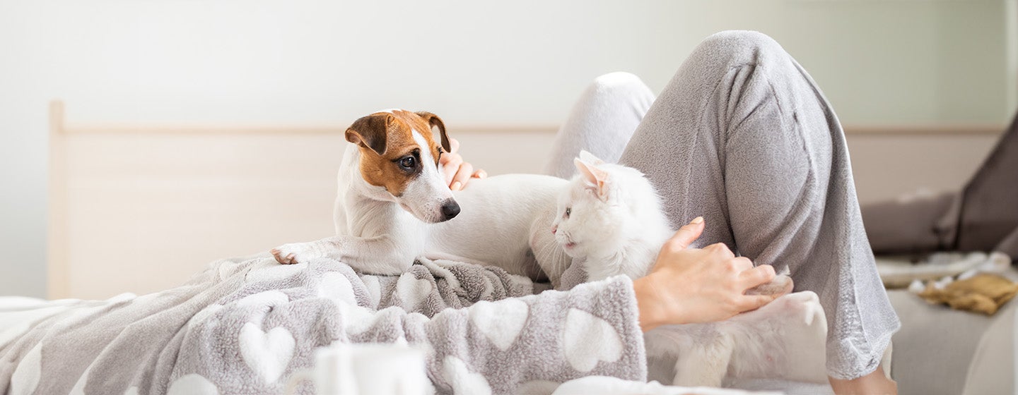 COVID-19 and Cats and Dogs: All You Need to Know