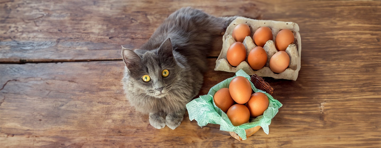 Can Cats Eat Eggs?