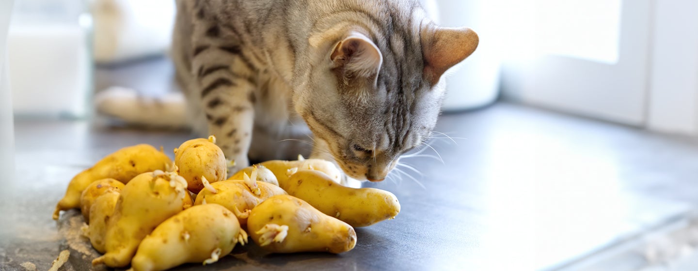 Can Cats Eat Potatoes