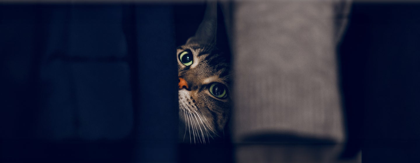 Can Cats See in the Dark?