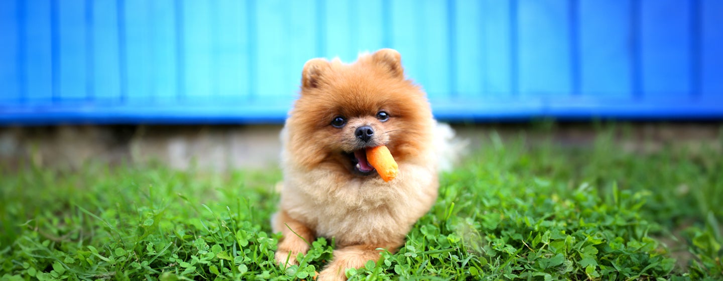 Can Dogs Eat Carrots?