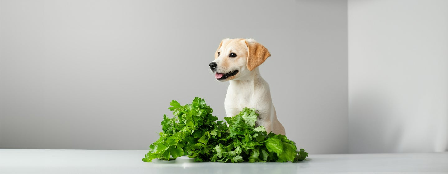 Can Dogs Eat Celery?