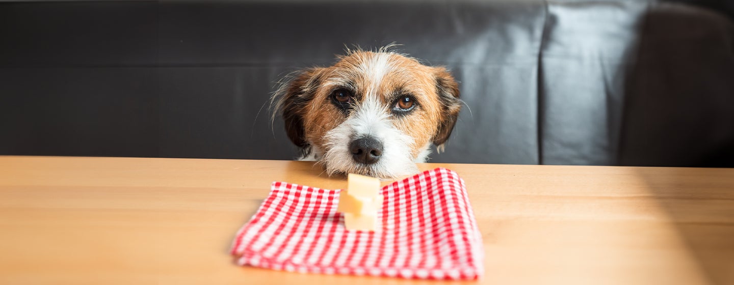 Can Dogs Eat Cheese?