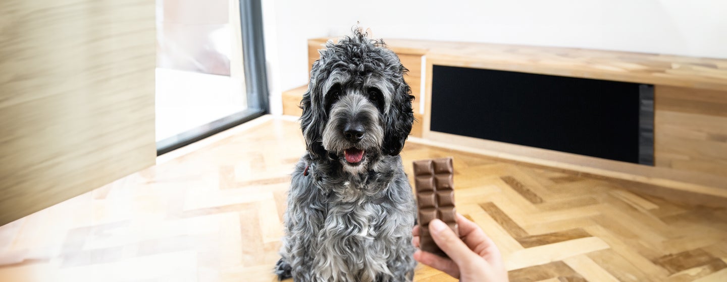 Can Dogs Eat Chocolate