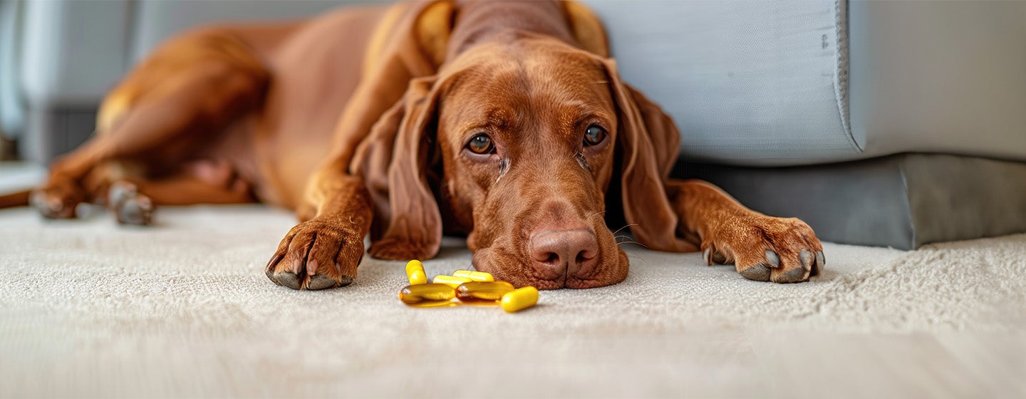 Can Dogs Eat Cod Liver Oil