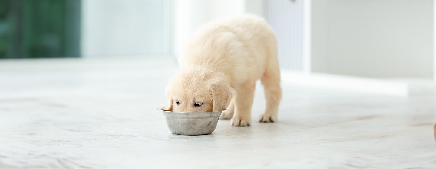 Can Dogs Eat Edamame? 