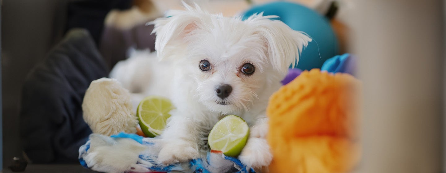 Can Dogs Eat Limes?