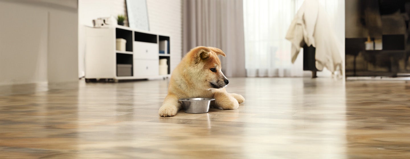 Can Dogs Eat Mustard?