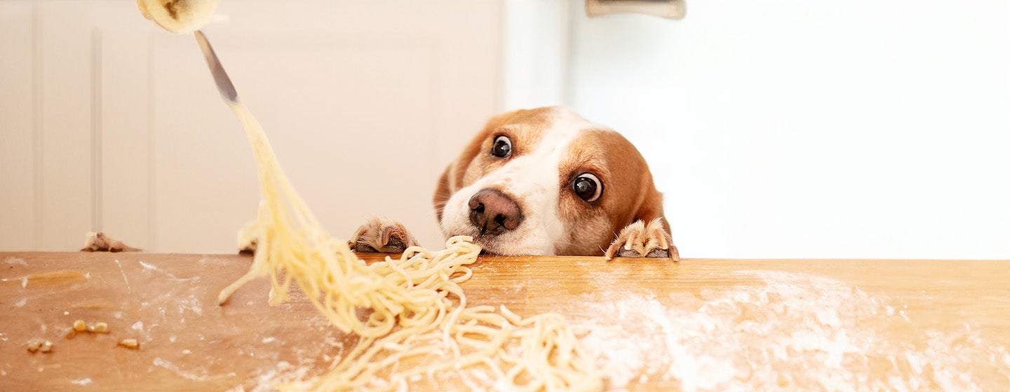 Can Dogs Eat Pasta, Spaghetti or Noodles?