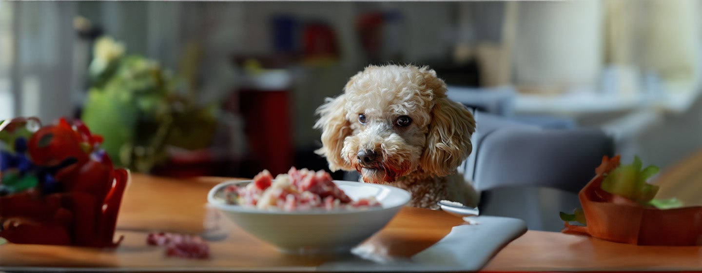 Can Dogs Eat Pork?