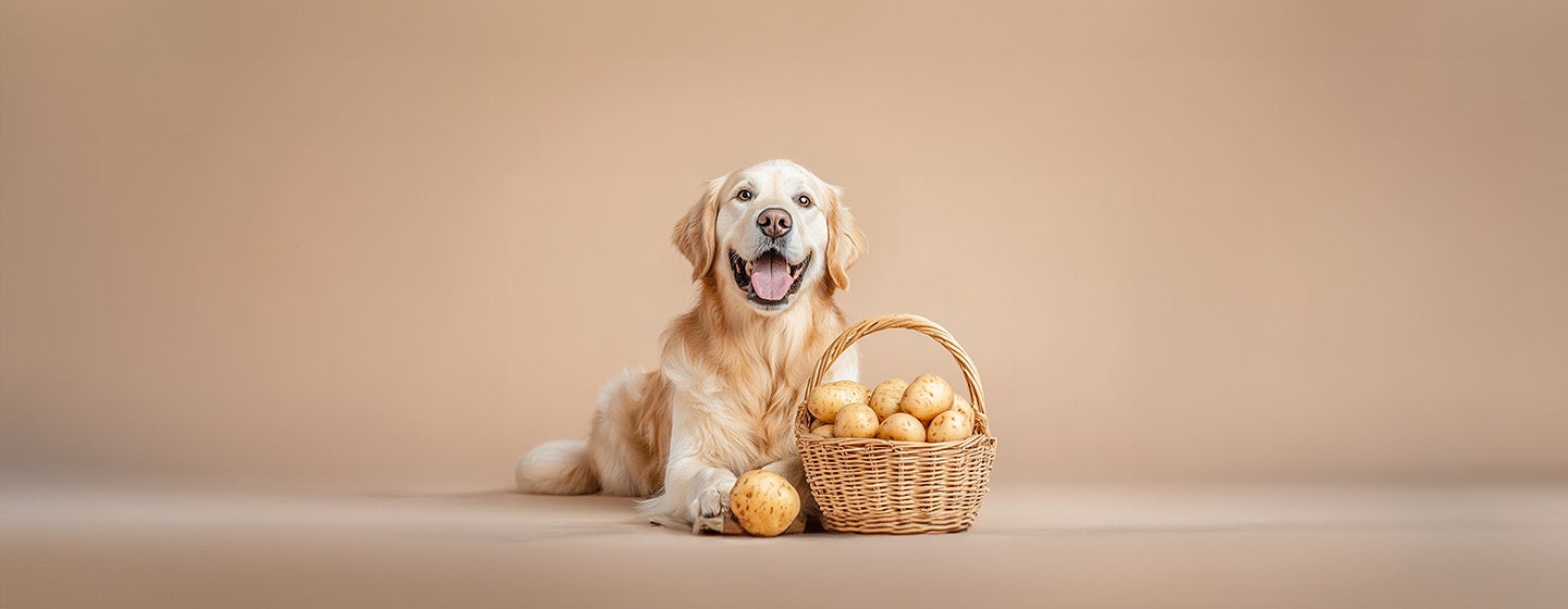 Can Dogs Eat Potatoes?