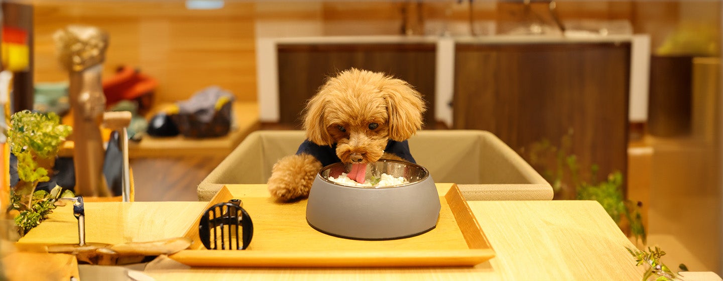 Can Dogs Eat Rice?