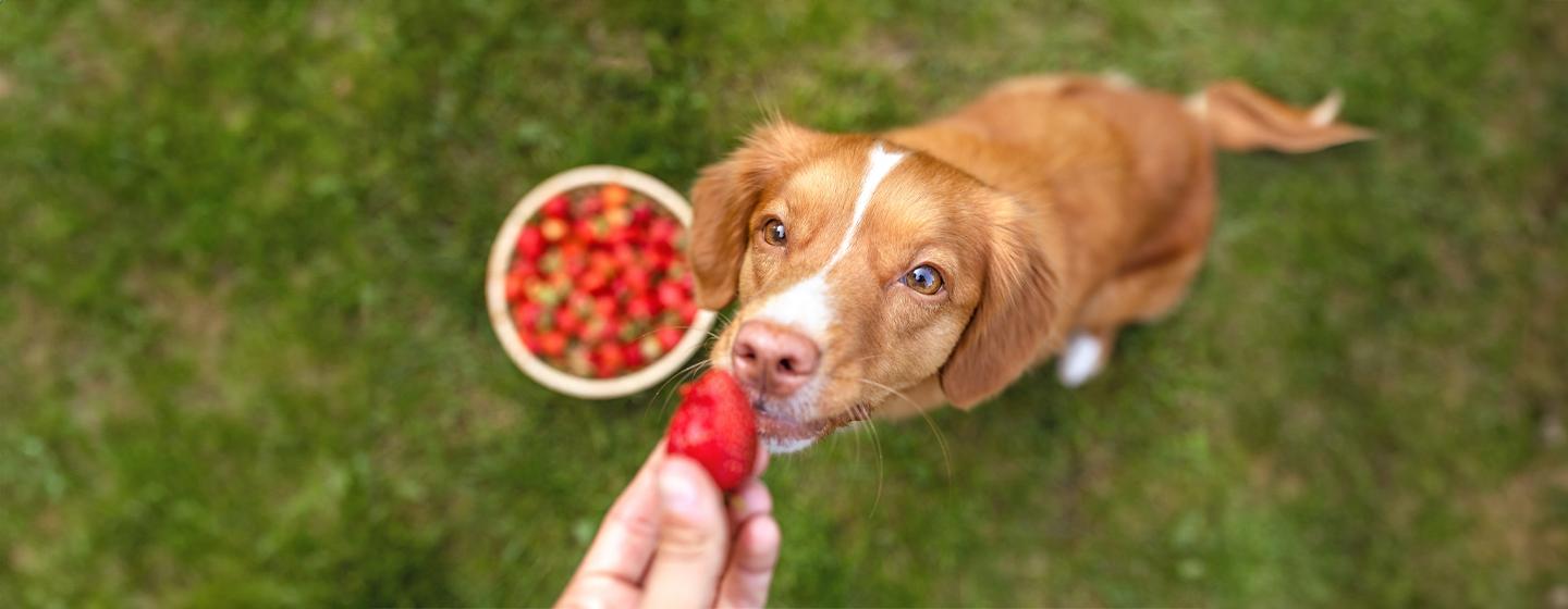 Can Dogs Eat Strawberries