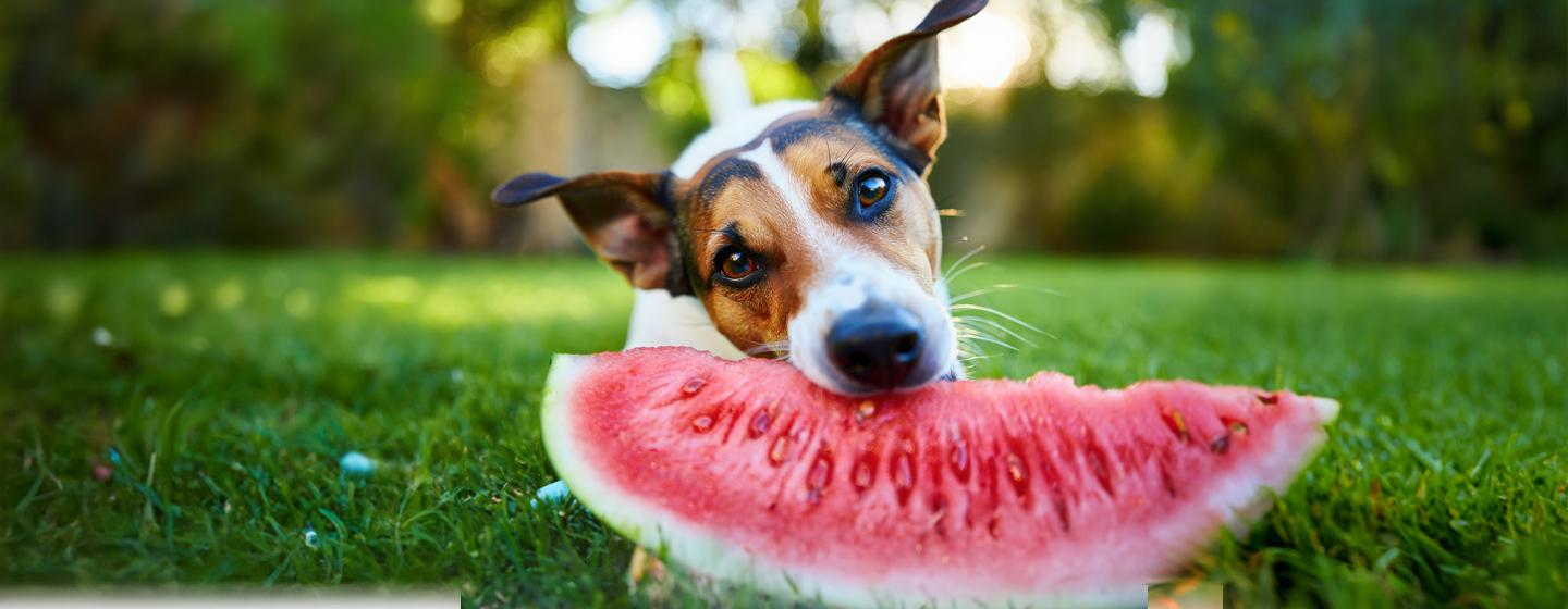 Can Dogs Eat Watermelon?