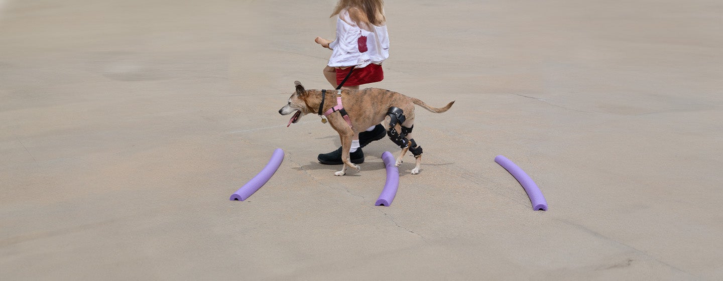 Cruciate Ligament in Dogs