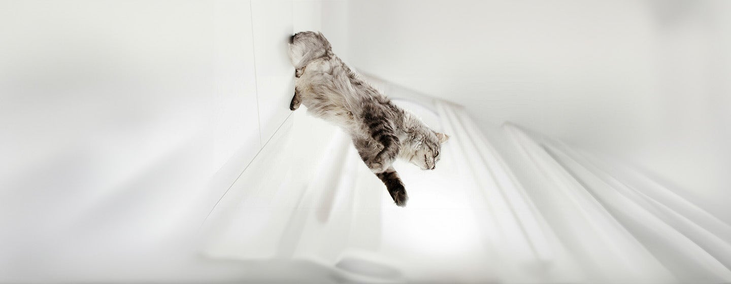 Do Cats Always Land on Their Feet?