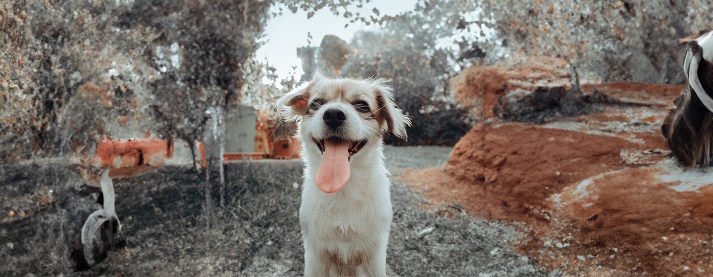 Do Dogs Lose Teeth? All You Need To Know 