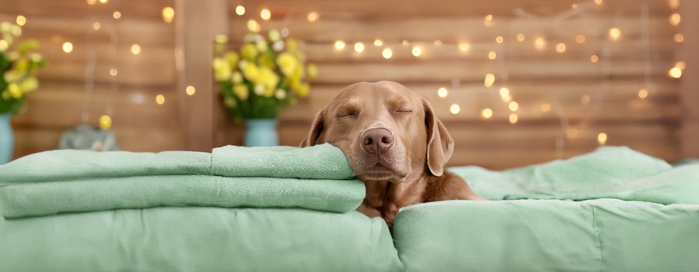 Dog Meditation: What Is It and Does It Work 