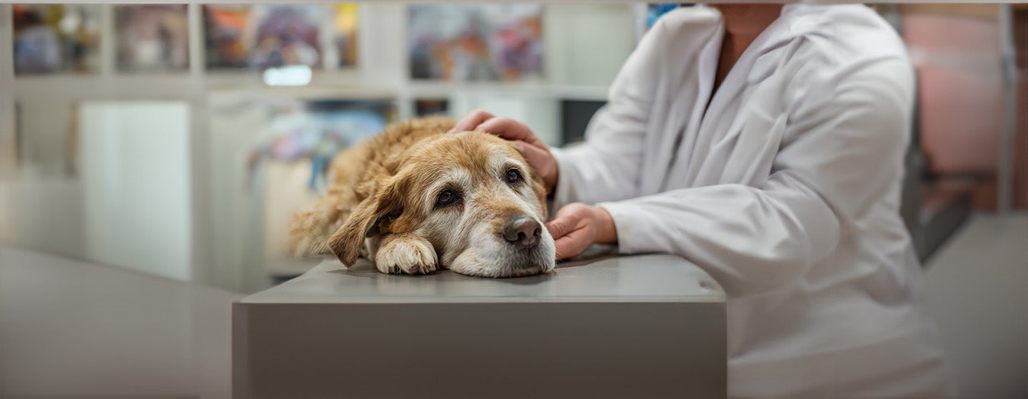Dog Stroke: Symptoms and Treatment