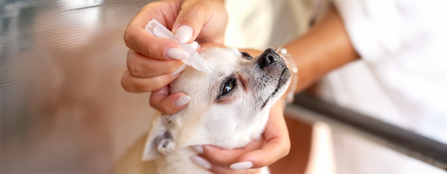 Eye Drops for Dogs: Types & When Do Dogs Need Them