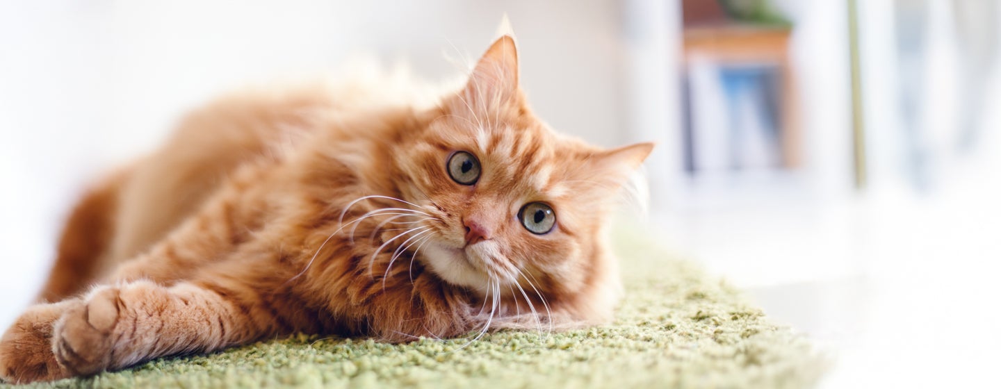 Facts About Ginger Cats