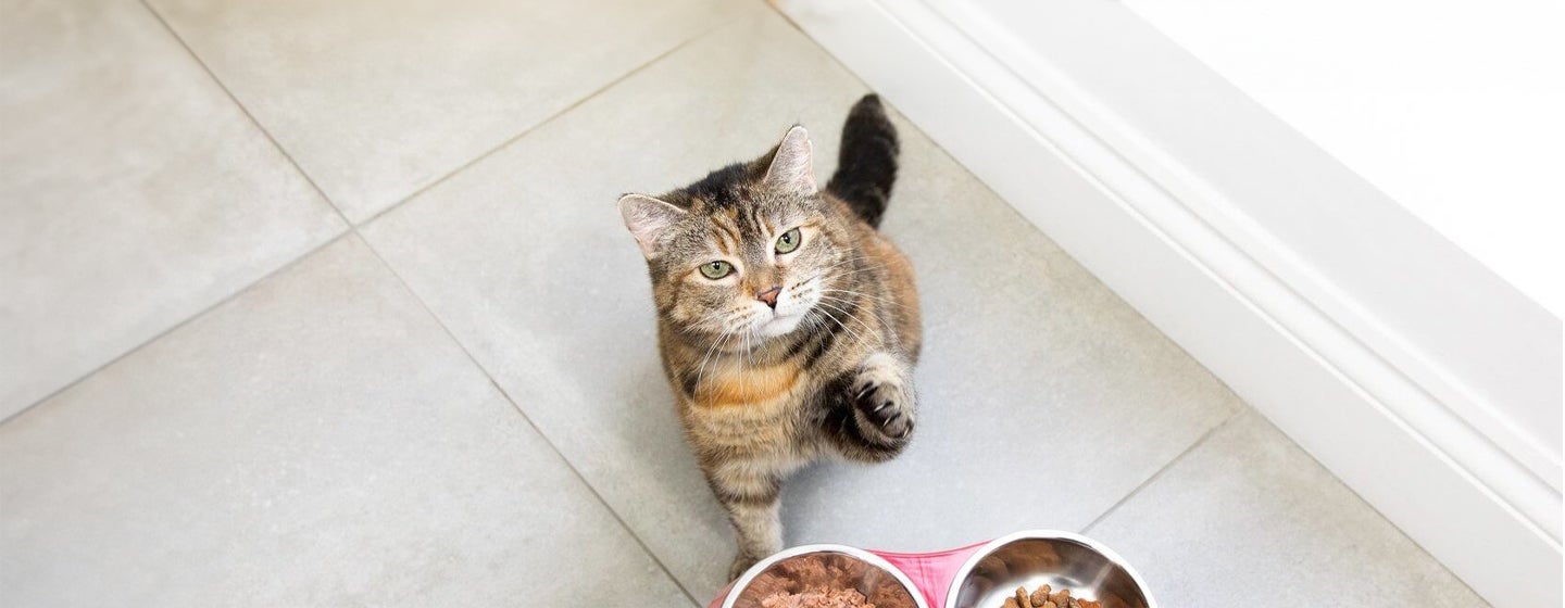 Feeding Your Cat During Pregnancy