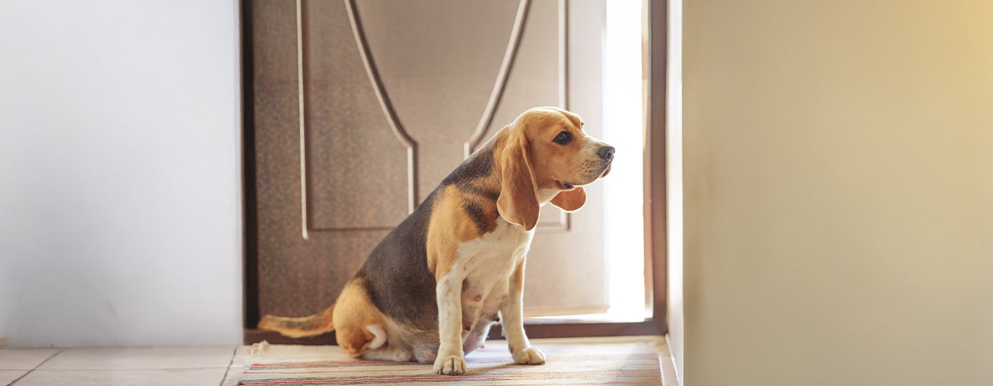 Feeding Your Dog During Pregnancy