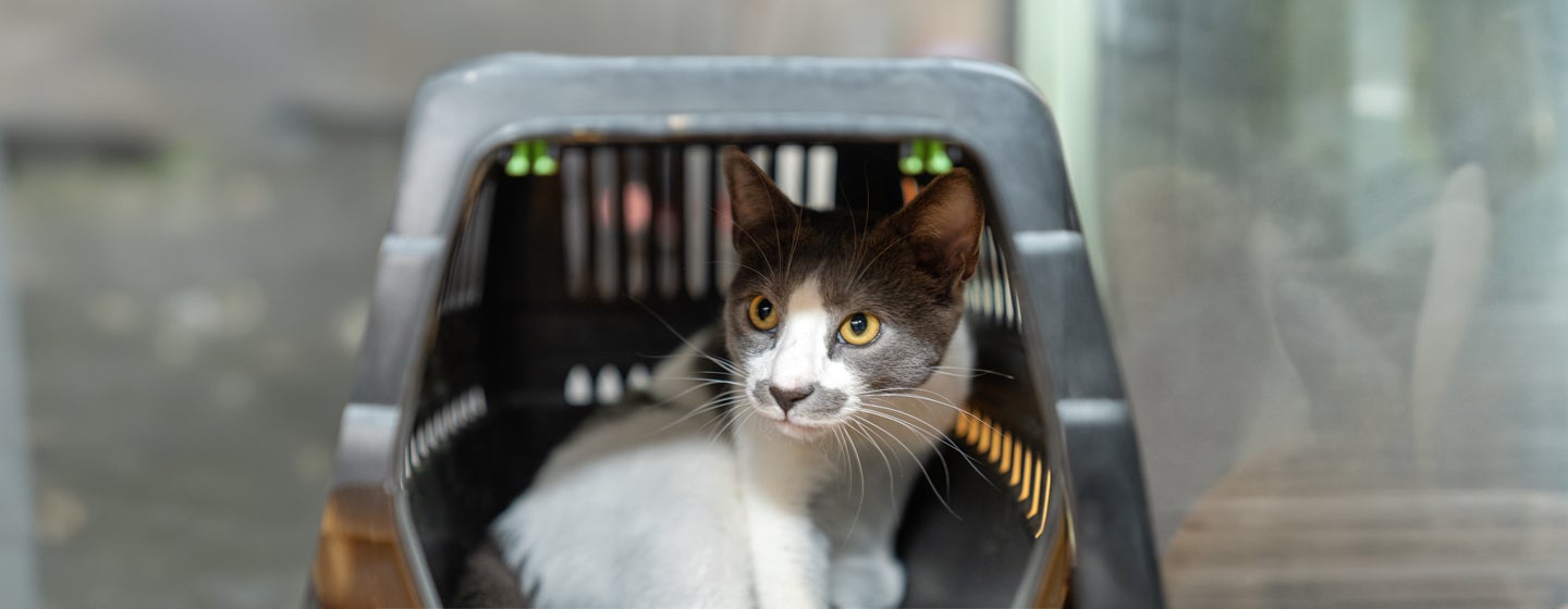 Giving Up a Cat for Adoption: Advice for Struggling Owners