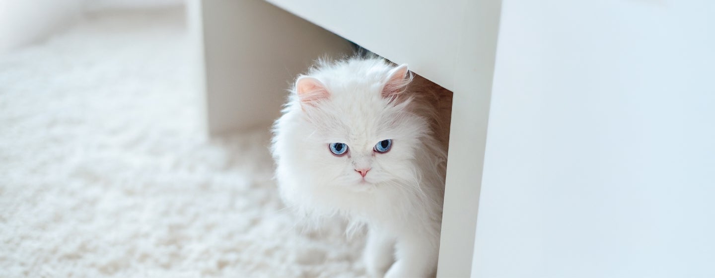 Gorgeous White Cat Breeds to Welcome to the Family