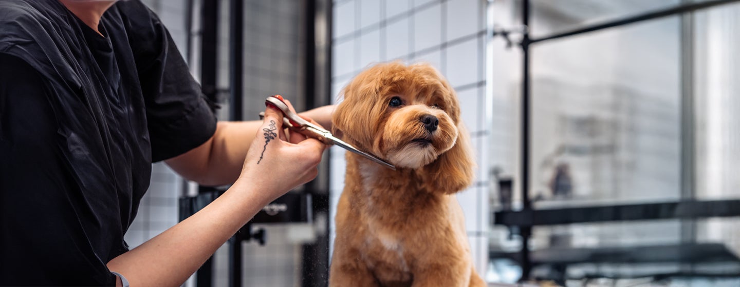 Grooming Your Puppy - All Your Questions Answered