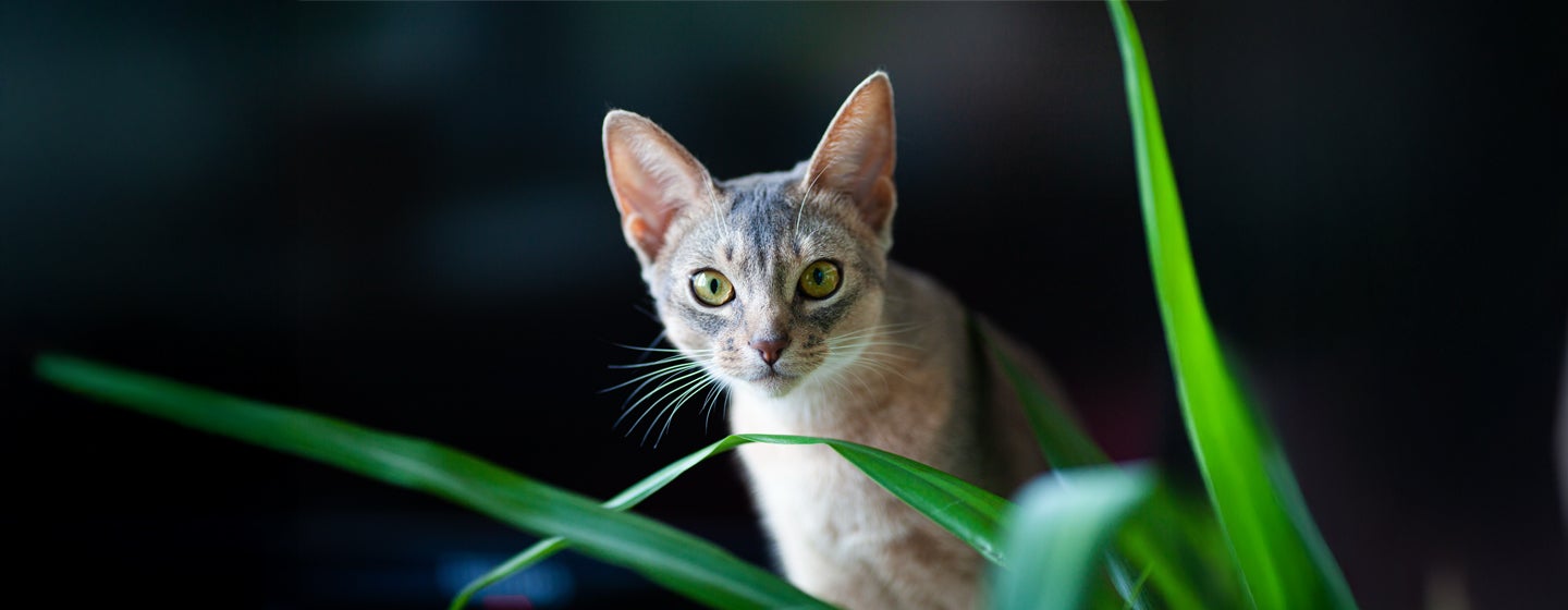 Harmful Substances and Poisonous Foods for Cats