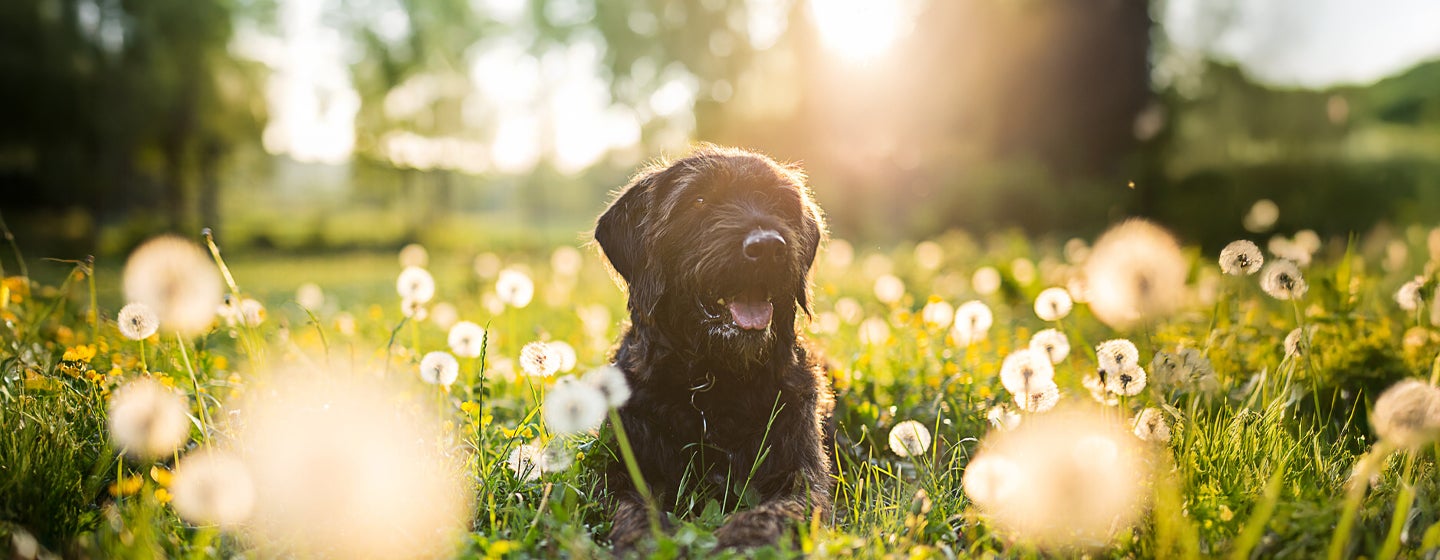 Hay Fever in Dogs