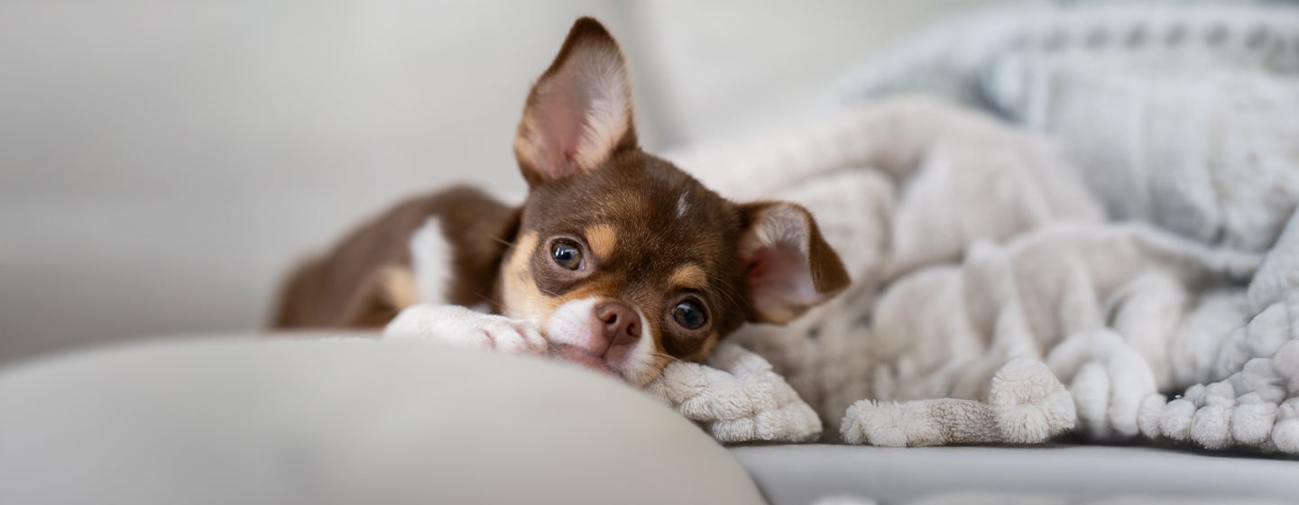 Health Problems in Chihuahuas