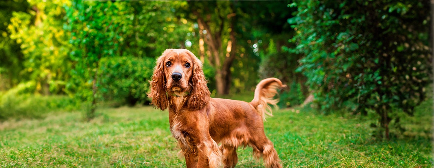 Health Problems in Cocker Spaniels