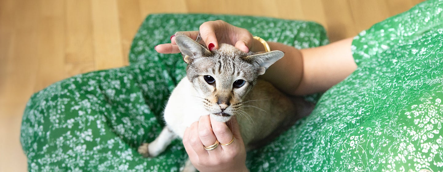 How Do Cats Show Affection?