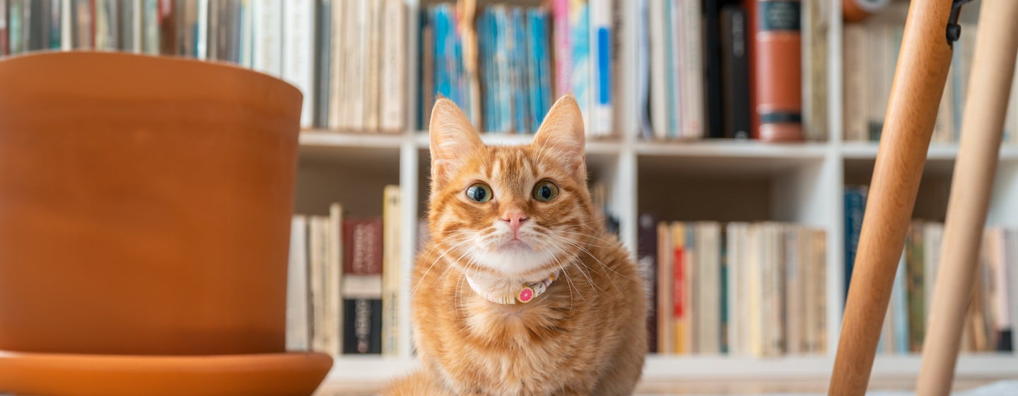 How long do cats live?