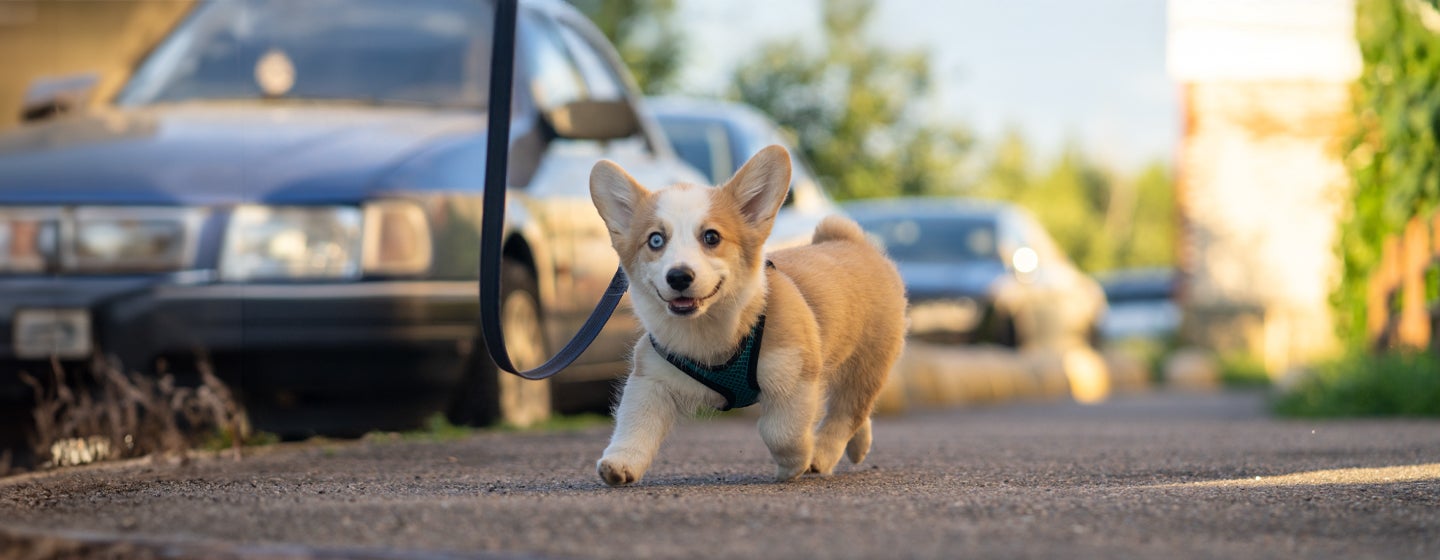 How to Walk a Puppy for the First Time Our Easy Guide